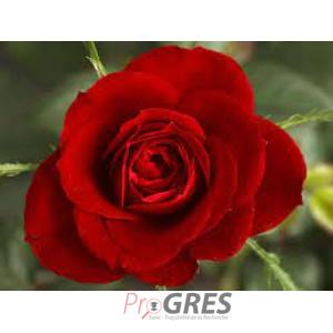 photo enseignant